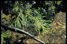 Calocedrus decurrens - Incense Cedar